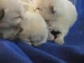 new baby born himlayan kittens new baby born himlayan kittens