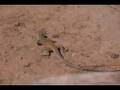 Lizard Catches Bug Video
