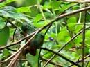 Rufous-tailed Hummingbird