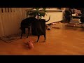 Phoenix playing