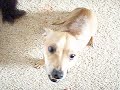 Doggie Kitty Love