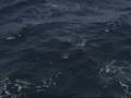 Cobia,King Mackerel,Jack Crevalle,Amberjacks-Poacher Charters