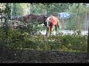 Swamp Life, My Horses Syphilis & Gonorrhea With Muddy Bubba