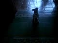 うたう犬動画