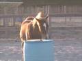 Beautiful Arabian mare and colt for sale