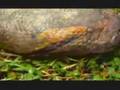 Grandes Serpientes Constrictoras