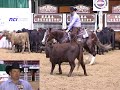 2008 NCHA Limited Non-Pro Futurity 2008 NCHA Limited Non-Pro Futurity
