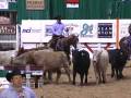 2008 NCHA Limited Non-Pro Futurity