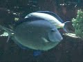 Franky Flat Fish Very Funny
