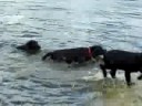 puppies first time at the pond 10 weeks