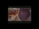 awsome video from nat geo about ninjitsu, anatomy, and the famous 