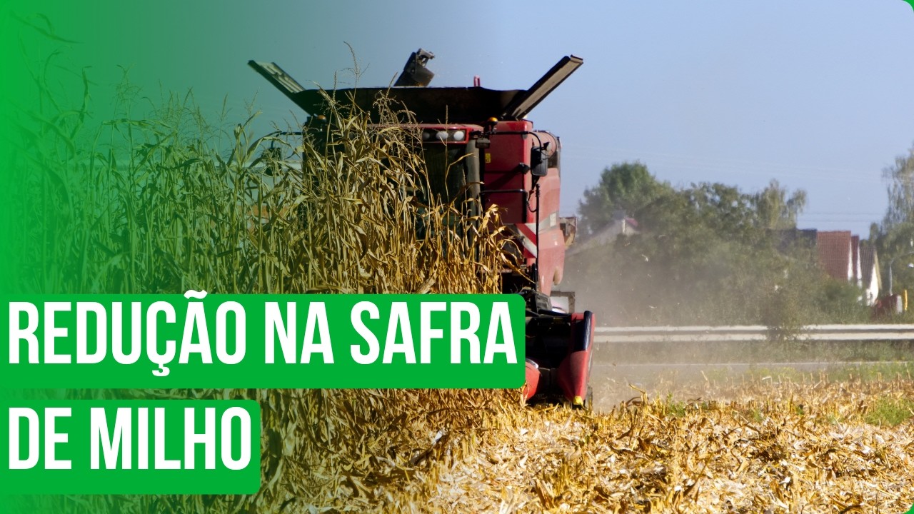 Redução na safra de milho