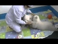 Twin polar bear cubs bottle-fed in Chinese aquarium