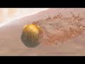 AstraZeneca HD atherosclerosis animation