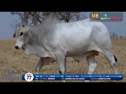 2 DE OLHO NA FAZENDA NELORE BIRIGUI