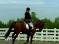 Horsesss