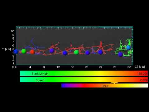 Analysis of organelle movement in Tradescantia stamen hair cell