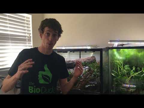 YouTube reptile video