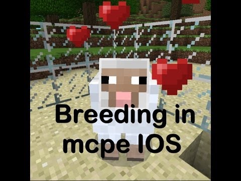 how to breed animals in minecraft p.e