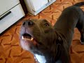 Blue pit bull says "I love you"