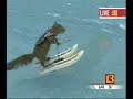 Twiggy the Waterskiing squirrel Twiggy the Waterskiing squirrel
