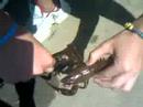 Crawdad Pinches Tubbs