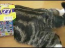 un gros chat dodu qui fonce dans les cartons de yaourts!
