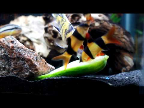 how to sink vegetables in aquarium