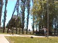 Poplar Tree Crashes Down Poplar Tree Crashes Down