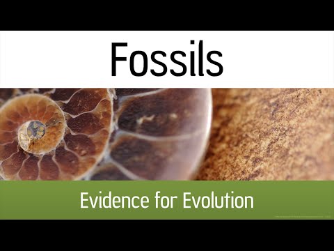 how to fossils provide evidence of evolution