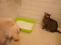 New Country, New Cat Litter New Country, New Cat Litter