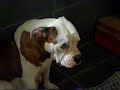 Buldogues Americanos - filhotes HOT ROAD BULLDOGS Buldogues Americanos - filhotes HOT ROAD BULLDOGS