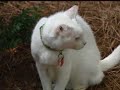 Millie The Cat Is Dying