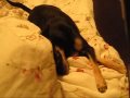 My crazy chihuahua Polly