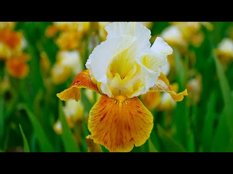 how to replant iris