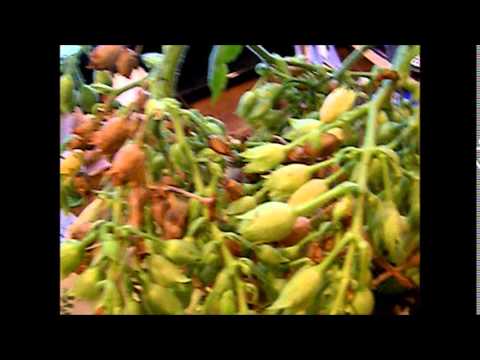 how to harvest tobacco seeds