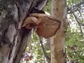 bigesst mushroom ever