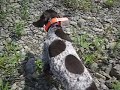 German Shortheard Pointer