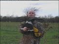 Blacon Harris hawk training (wet feet) Blacon Harris hawk training (wet feet)