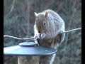 squirrel-proof-birdfeeder.html