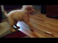 Cute and funny puppy with his bone