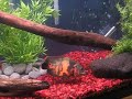 Oscar fish in 160 gallon tank