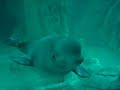 ballena