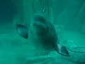 ballena