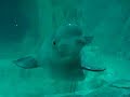ballena
