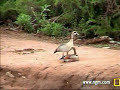 Egyptian Geese Mating at Pete\ Egyptian Geese Mating at Pete\