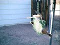 birdcam-birds-in-a-suburban-garden.html
