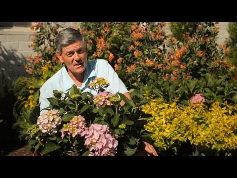 how to grow hydrangeas