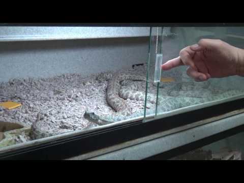 YouTube reptile video