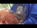 First Person: Zoo Staff Cares for Baby Orangutan